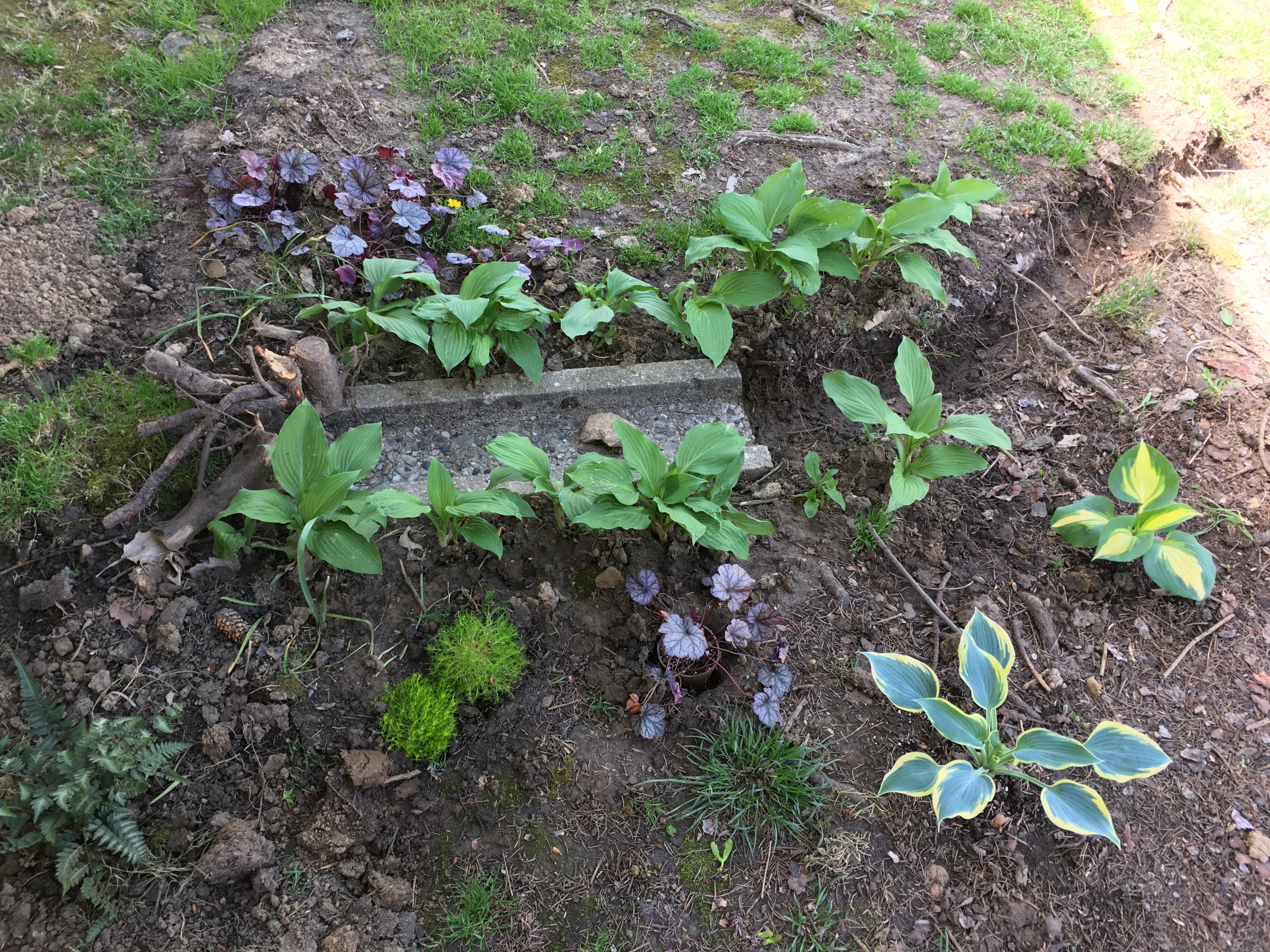 shade garden